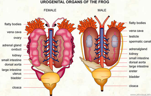 Urogenital System - Frogs vs. Tadpoles